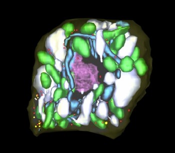 Muestras de polen de tomate 1.